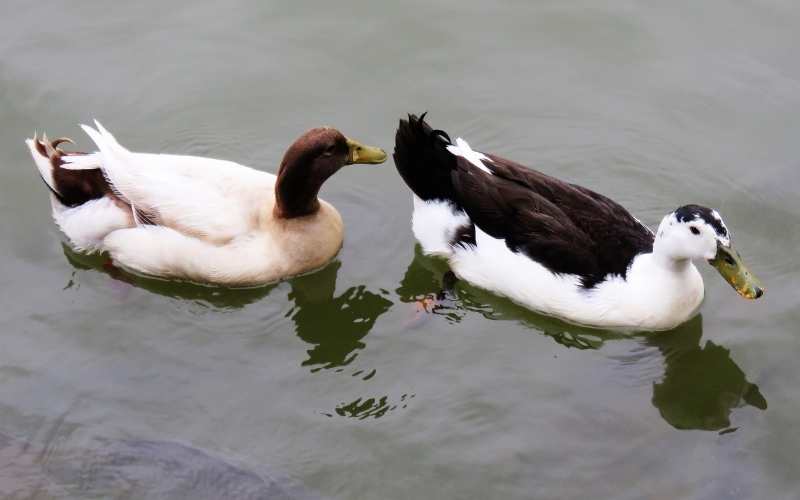 black and white ducks in florida