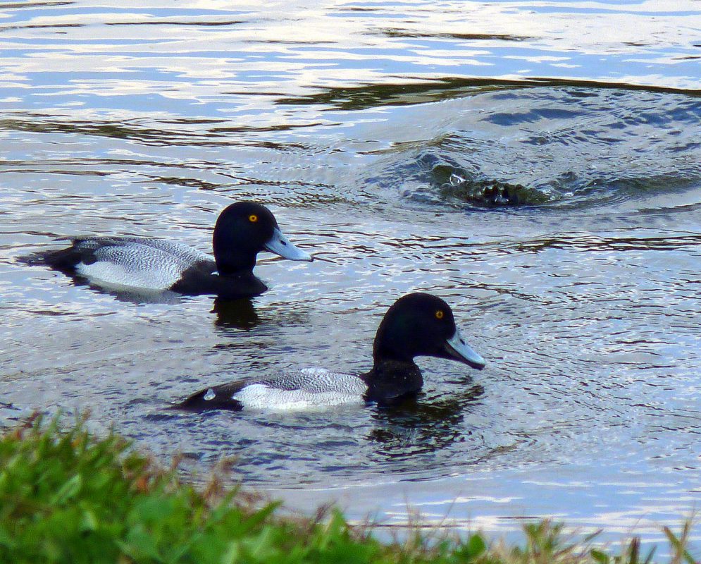 black and white ducks in florida