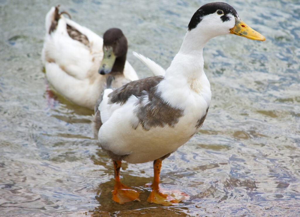 black and white ducks in florida