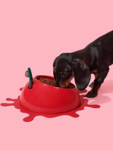 Pet bowl filled with fresh water and kibble