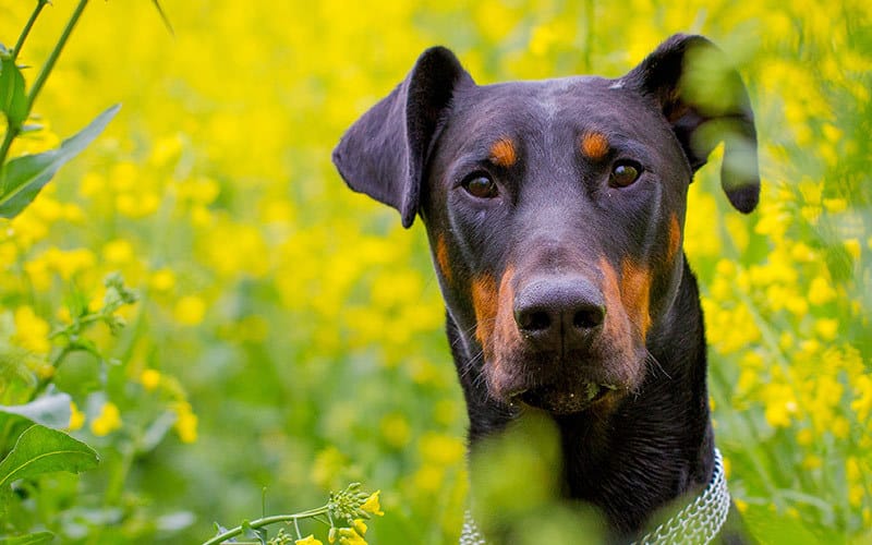 The Doberman Temperament: What to Expect from Your New Puppy