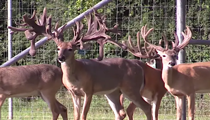 Whitetail Deer Hunting