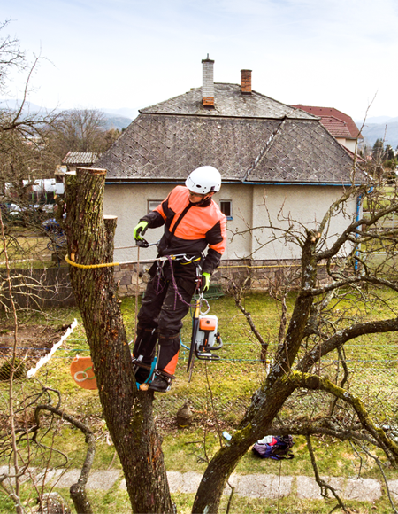 Blackpool Tree Surgeon