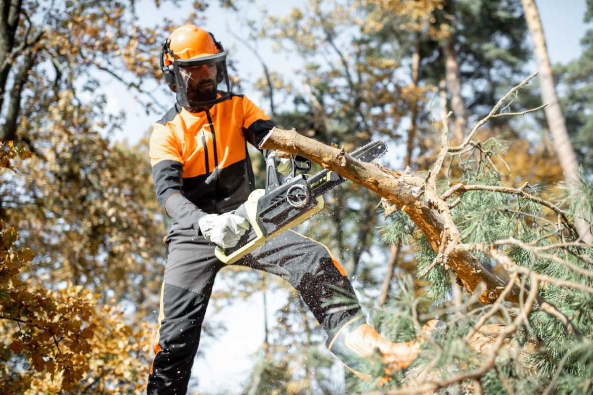 Tree Surgeon Northampton